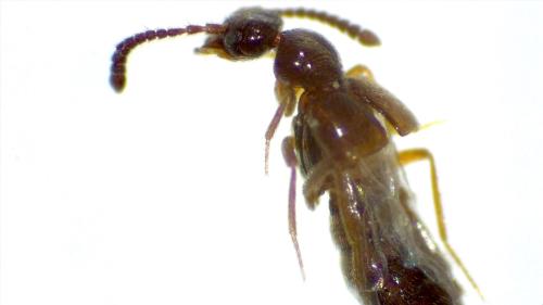 Réf. 304 528 : Aleocharinae inconnu